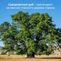 ✅ Крым участвует в конкурсе «Российское дерево года — 2025»